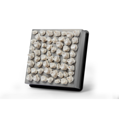 Plateau couronnes unitaires Formlabs Plateau couronnes unitaires Formlabs