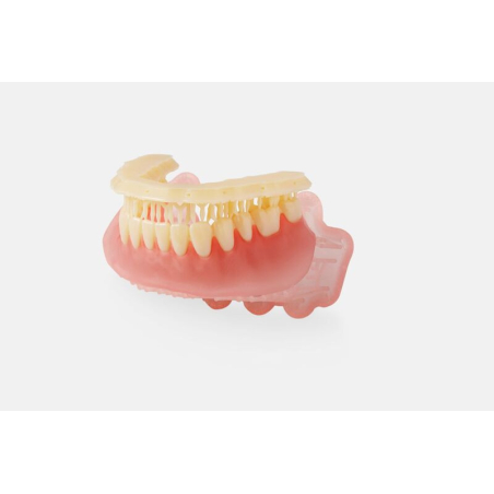 Denture teeth Formlabs avec support Denture teeth Formlabs avec support