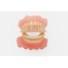 Denture teeth Formlabs avec supports haut et bas Denture teeth Formlabs avec supports haut et bas